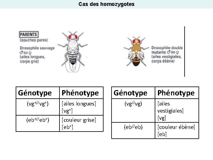 Cas des homozygotes Génotype Phénotype (vg+//vg+) [ailes longues] [vg+] (eb+//eb+) [couleur grise] [eb+] Génotype