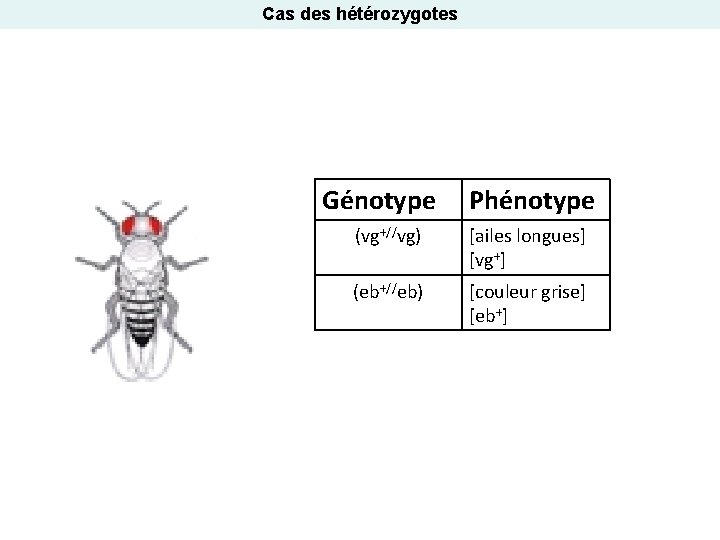 Cas des hétérozygotes Génotype Phénotype (vg+//vg) [ailes longues] [vg+] (eb+//eb) [couleur grise] [eb+] 