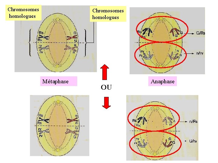 Chromosomes homologues Métaphase OU Anaphase 