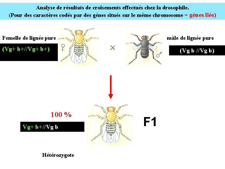 Analyse de résultats de croisements effectués chez la drosophile. (Pour des caractères codés par