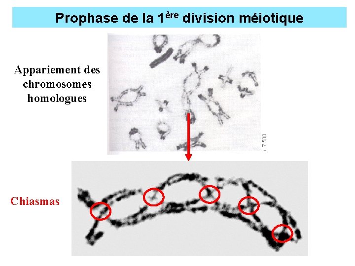 Prophase de la 1ère division méiotique Appariement des chromosomes homologues Chiasmas 