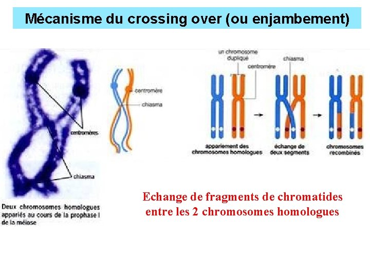 Mécanisme du crossing over (ou enjambement) Echange de fragments de chromatides entre les 2