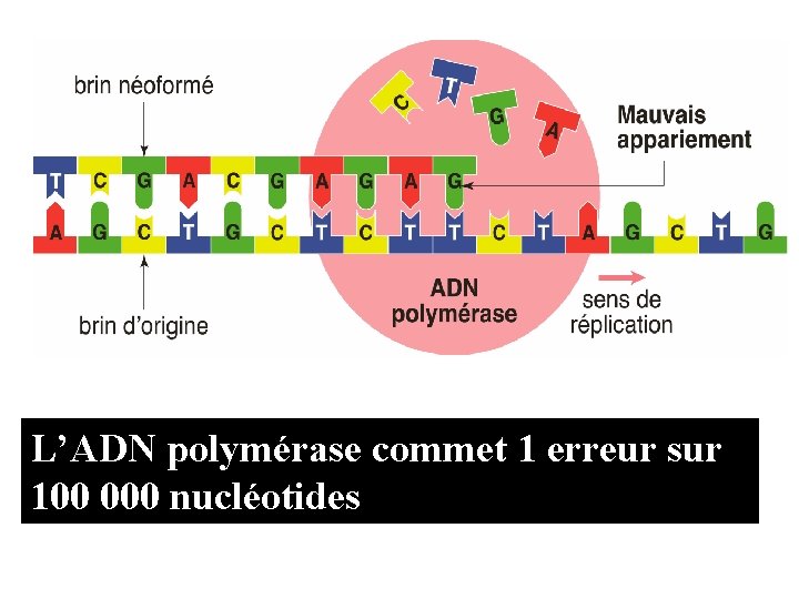 L’ADN polymérase commet 1 erreur sur 100 000 nucléotides 