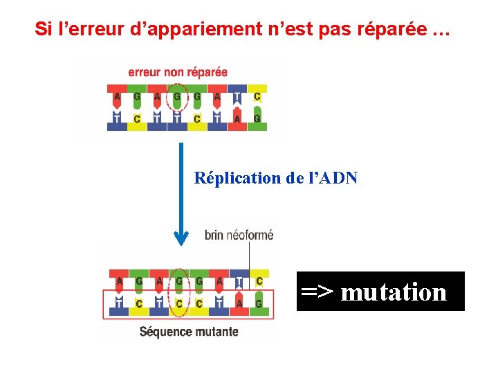 Si l’erreur d’appariement n’est pas réparée … Réplication de l’ADN => mutation 