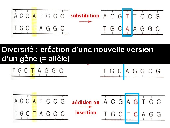 substitution Diversité : création d’une nouvelle version d’un gène (= allèle) délétion addition ou