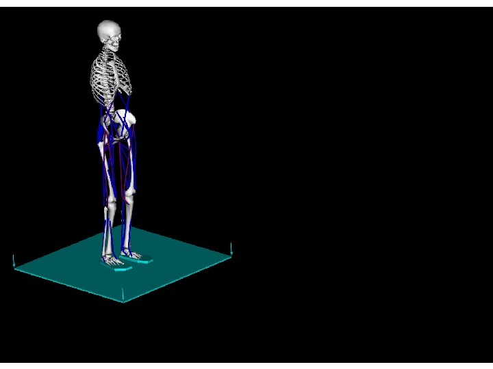 Walking Controller for Musculoskeletal Human Model Biped Control