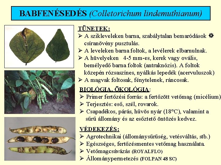 BABFENÉSEDÉS (Colletorichum lindemuthianum) TÜNETEK: Ø A szikleveleken barna, szabálytalan bemaródások csíranövény pusztulás. Ø A