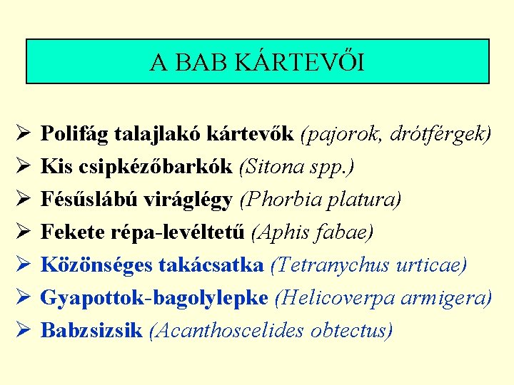 A BAB KÁRTEVŐI Ø Polifág talajlakó kártevők (pajorok, drótférgek) Ø Kis csipkézőbarkók (Sitona spp.