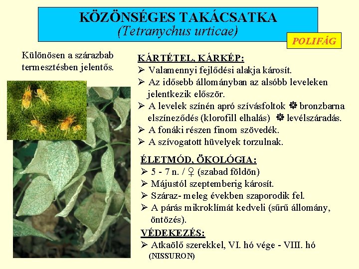 KÖZÖNSÉGES TAKÁCSATKA (Tetranychus urticae) Különösen a szárazbab termesztésben jelentős. POLIFÁG KÁRTÉTEL, KÁRKÉP: Ø Valamennyi