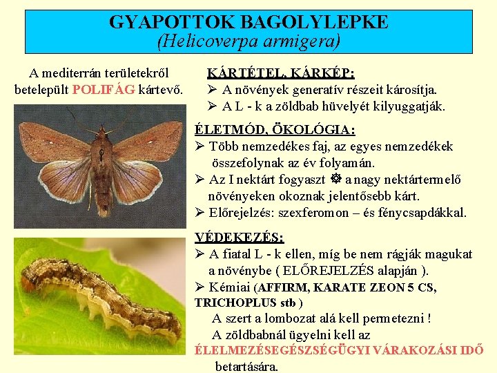 GYAPOTTOK BAGOLYLEPKE (Helicoverpa armigera) A mediterrán területekről betelepült POLIFÁG kártevő. KÁRTÉTEL, KÁRKÉP: Ø A