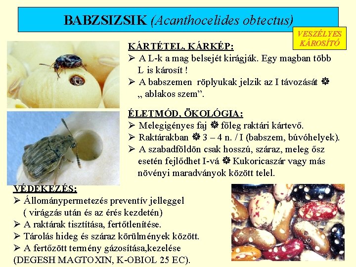 BABZSIZSIK (Acanthocelides obtectus) VESZÉLYES KÁROSÍTÓ KÁRTÉTEL, KÁRKÉP: Ø A L-k a mag belsejét kirágják.