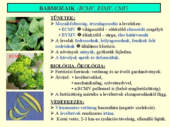 BABMOZAIK (BCMV, BYMV, CMV) BCMV BYMV TÜNETEK: Ø Mozaikfoltosság, érszalagosodás a leveleken: • BCMV