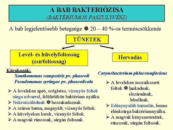 A BAB BAKTERIÓZISA (BAKTÉRIUMOS PASZULYVÉSZ) A bab legjelentősebb betegsége 20 – 40 %-os terméscsökkenés