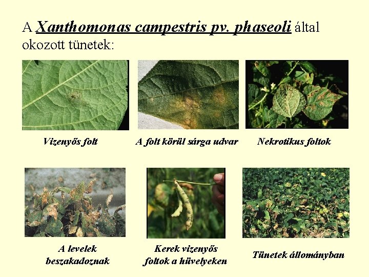 A Xanthomonas campestris pv. phaseoli által okozott tünetek: Vizenyős folt A levelek beszakadoznak A