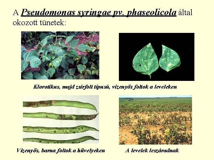 A Pseudomonas syringae pv. phaseolicola által okozott tünetek: Klorotikus, majd zsírfolt típusú, vizenyős foltok