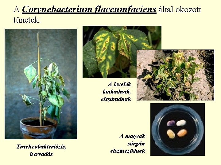 A Corynebacterium flaccumfaciens által okozott tünetek: A levelek lankadnak, elszáradnak Tracheobakteriózis, hervadás A magvak