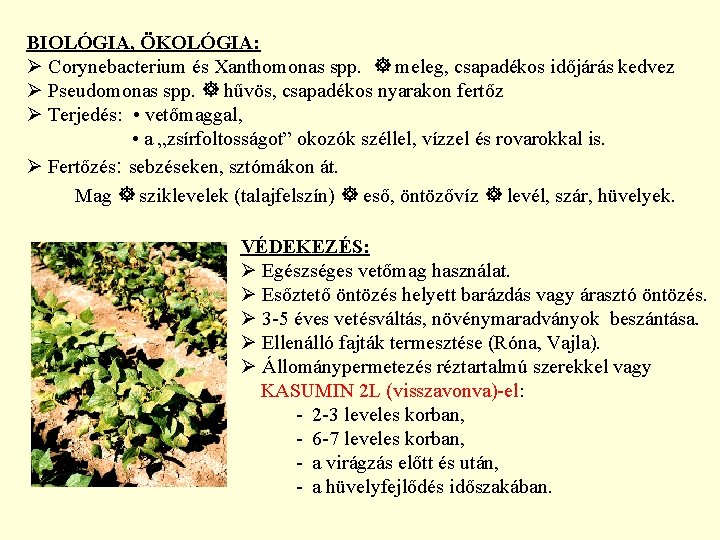 BIOLÓGIA, ÖKOLÓGIA: Ø Corynebacterium és Xanthomonas spp. meleg, csapadékos időjárás kedvez Ø Pseudomonas spp.