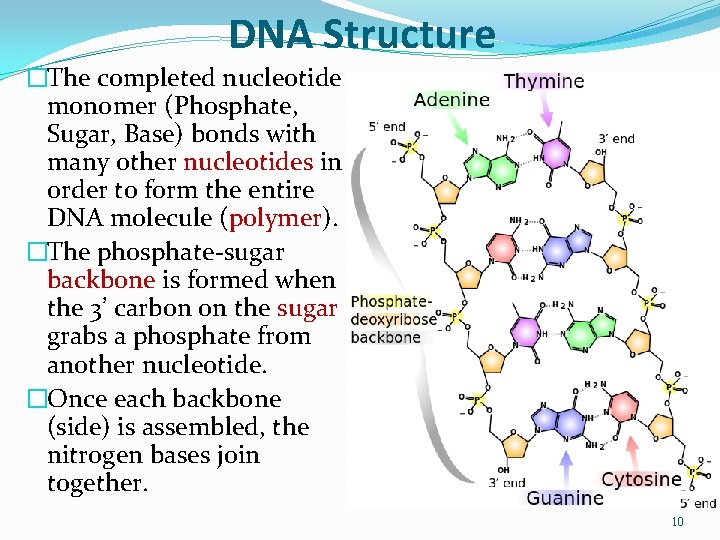 DNA Structure �The completed nucleotide monomer (Phosphate, Sugar, Base) bonds with many other nucleotides