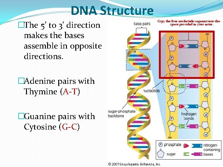 DNA Structure �The 5’ to 3’ direction makes the bases assemble in opposite directions.