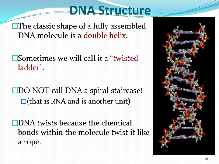 DNA Structure �The classic shape of a fully assembled DNA molecule is a double