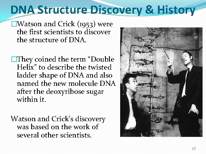 DNA Structure Discovery & History �Watson and Crick (1953) were the first scientists to