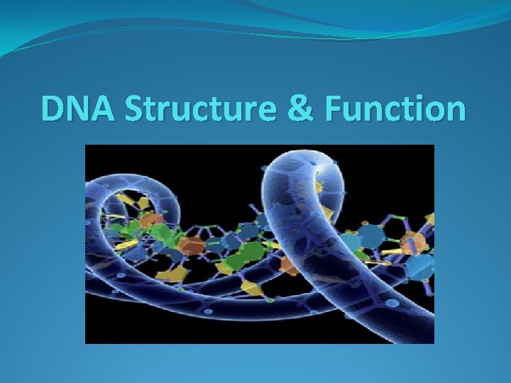 DNA Structure & Function 