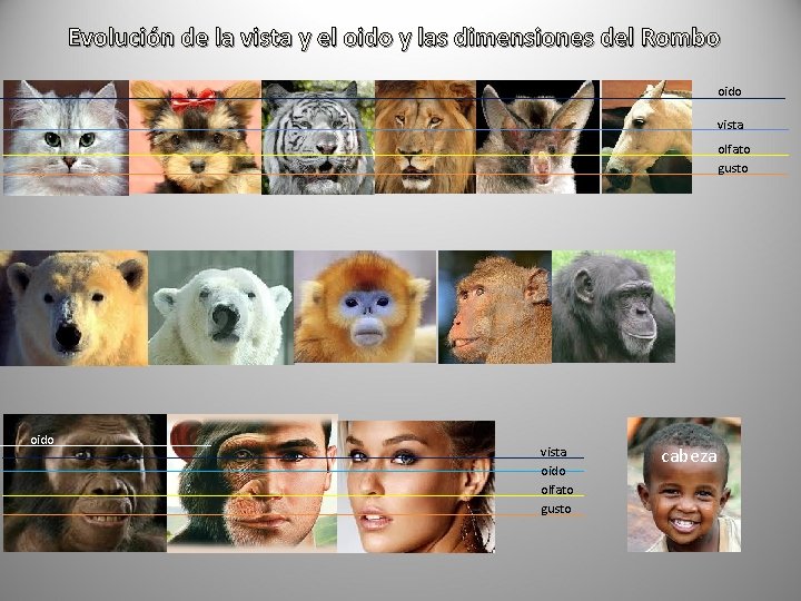 Evolución de la vista y el oido y las dimensiones del Rombo oido vista