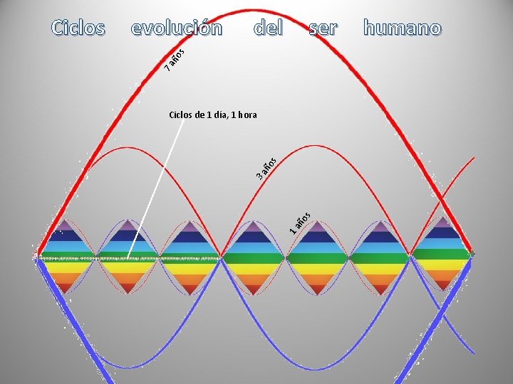 del ser ño s evolución 7 a s Ciclos de 1 día, 1 hora