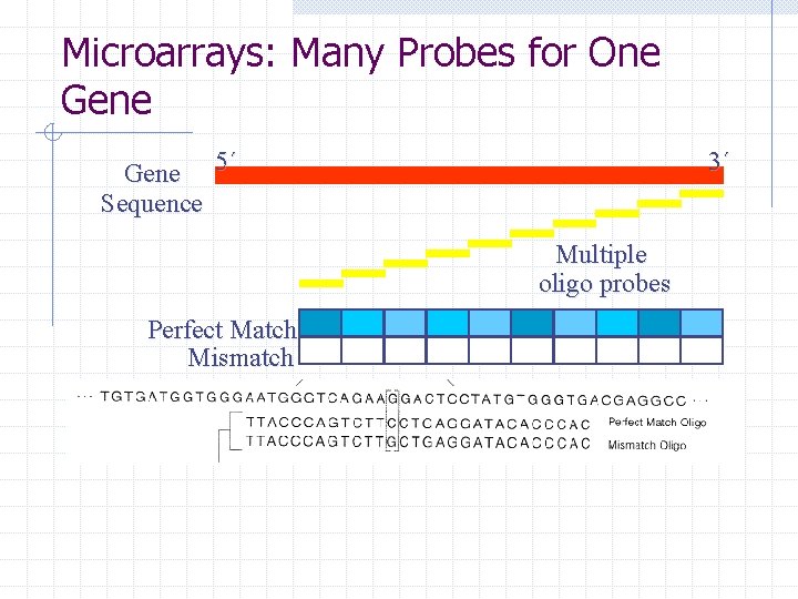 Microarrays: Many Probes for One Gene 5´ Sequence 3´ Multiple oligo probes Perfect Match