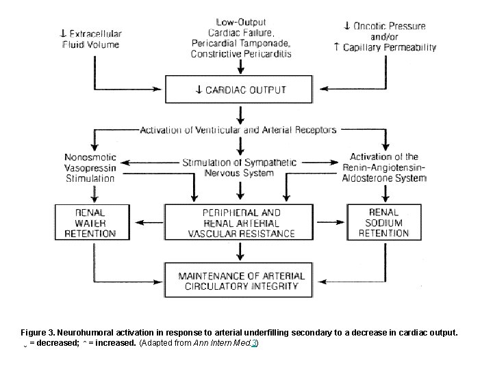 Figure 3. Neurohumoral activation in response to arterial underfilling secondary to a decrease in