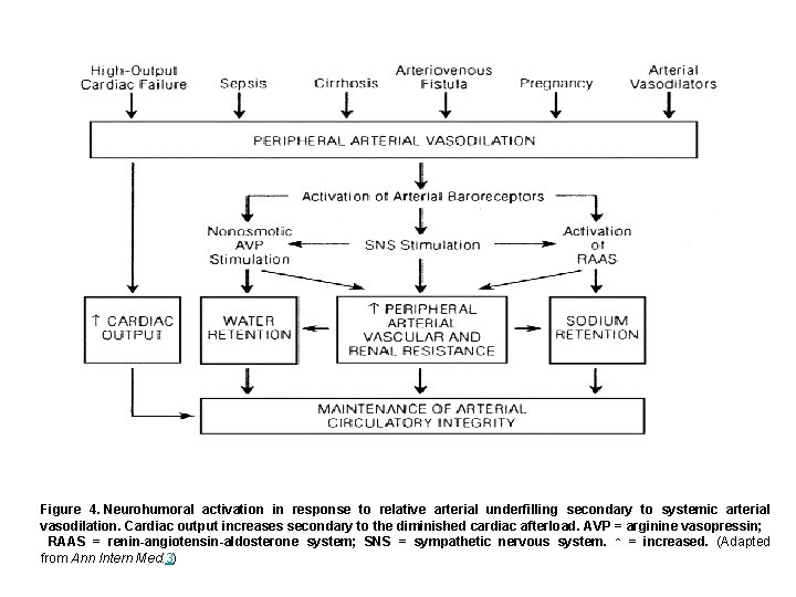 Figure 4. Neurohumoral activation in response to relative arterial underfilling secondary to systemic arterial