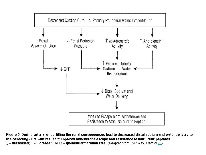Figure 5. During arterial underfilling the renal consequences lead to decreased distal sodium and