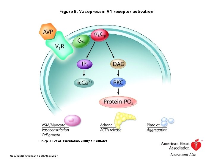 Figure 6. Vasopressin V 1 receptor activation. Finley J J et al. Circulation 2008;