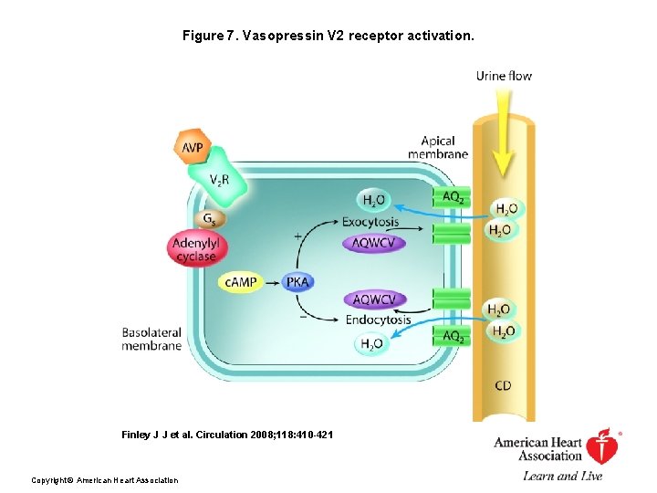 Figure 7. Vasopressin V 2 receptor activation. Finley J J et al. Circulation 2008;
