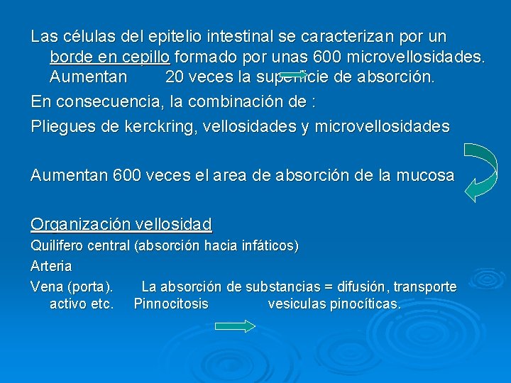 Las células del epitelio intestinal se caracterizan por un borde en cepillo formado por