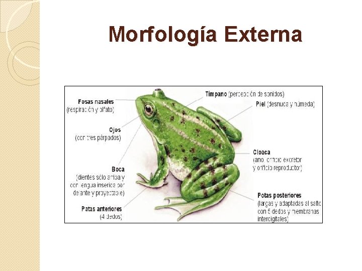 Morfología Externa 