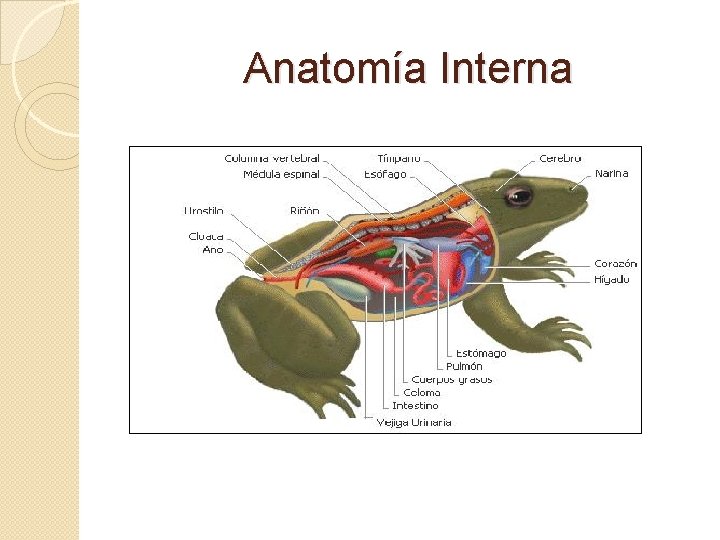 Anatomía Interna 