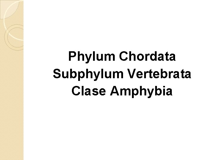 Phylum Chordata Subphylum Vertebrata Clase Amphybia 