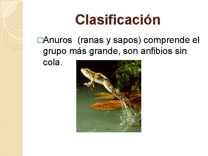 Clasificación �Anuros (ranas y sapos) comprende el grupo más grande, son anfibios sin cola.