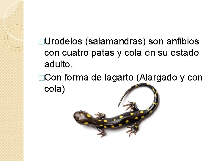 �Urodelos (salamandras) son anfibios con cuatro patas y cola en su estado adulto. �Con