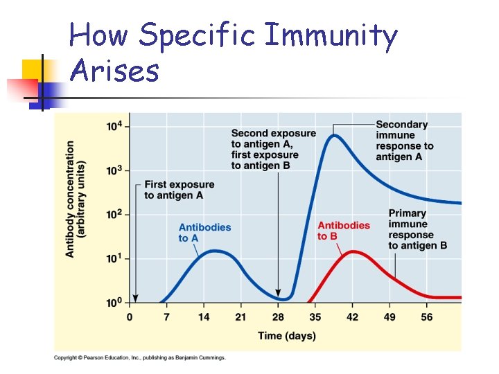 How Specific Immunity Arises 