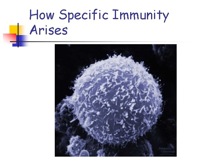 How Specific Immunity Arises 