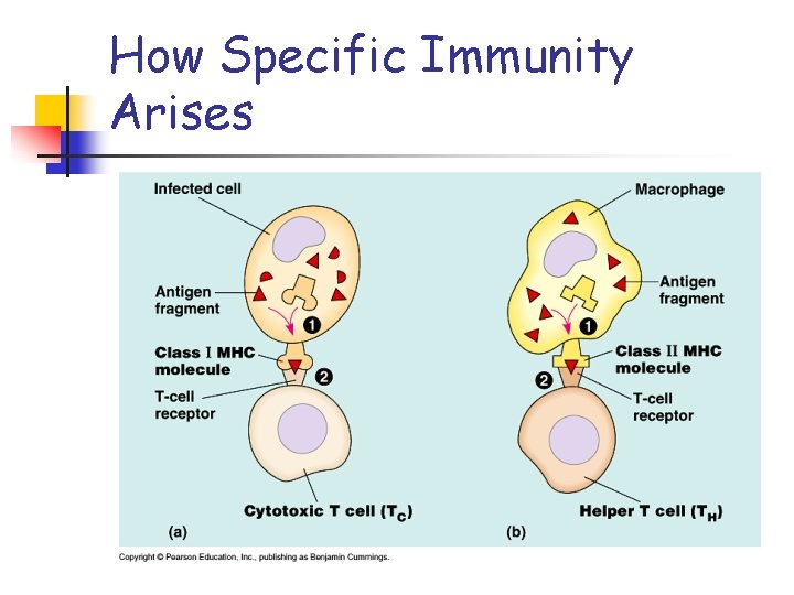 How Specific Immunity Arises 
