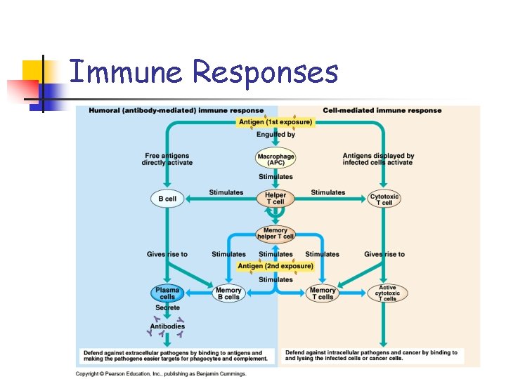 Immune Responses 
