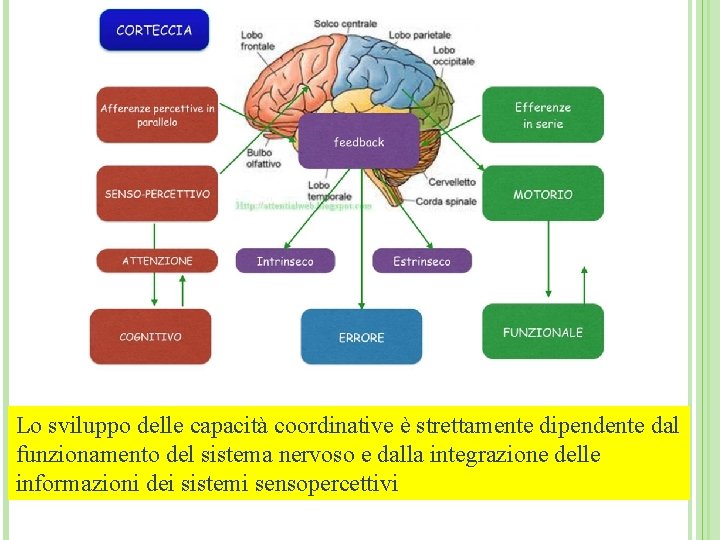 Lo sviluppo delle capacità coordinative è strettamente dipendente dal funzionamento del sistema nervoso e