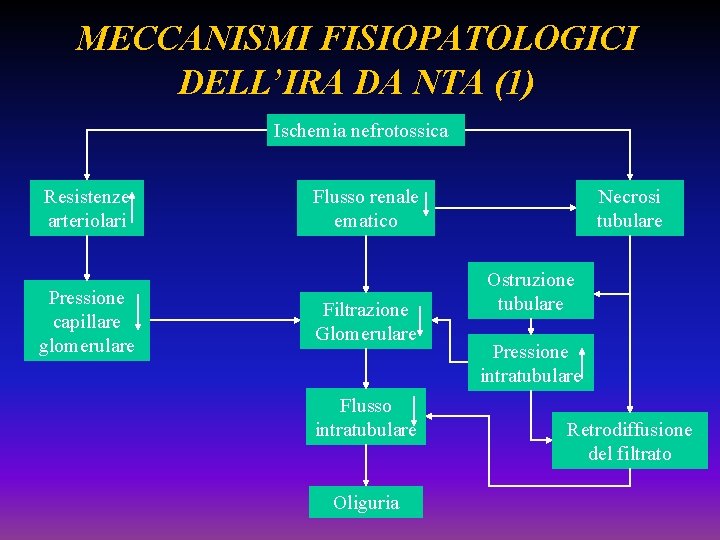MECCANISMI FISIOPATOLOGICI DELL’IRA DA NTA (1) Ischemia nefrotossica Resistenze arteriolari Pressione capillare glomerulare Flusso