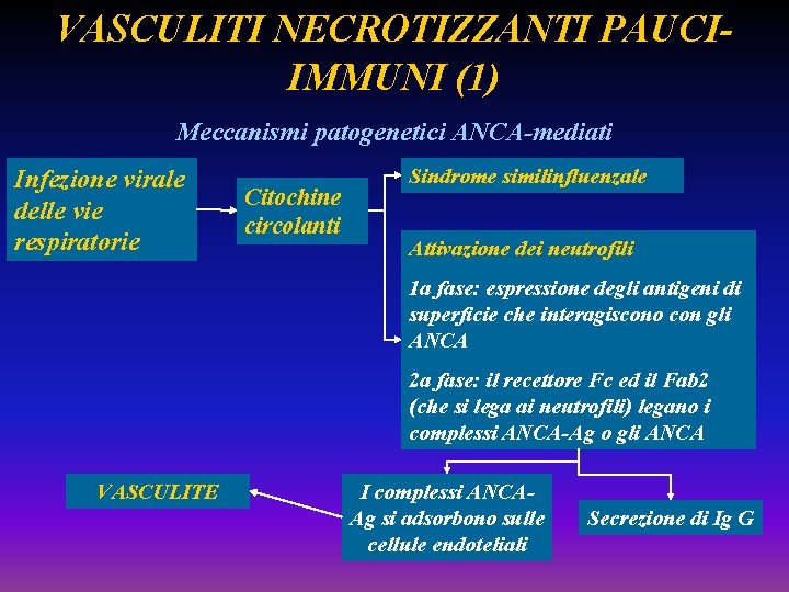 VASCULITI NECROTIZZANTI PAUCIIMMUNI (1) Meccanismi patogenetici ANCA-mediati Infezione virale delle vie respiratorie Citochine circolanti