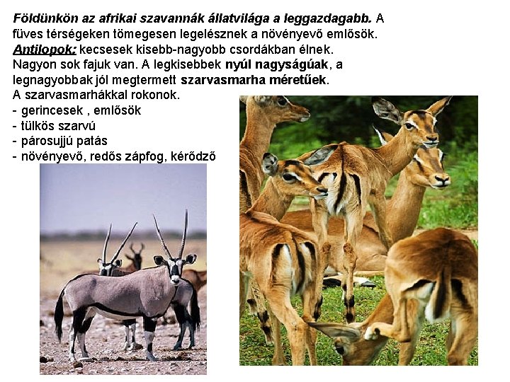 Földünkön az afrikai szavannák állatvilága a leggazdagabb. A füves térségeken tömegesen legelésznek a növényevő