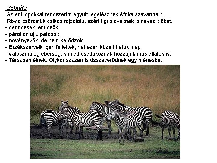  Zebrák: Az antilopokkal rendszerint együtt legelésznek Afrika szavannáin. Rövid szőrzetük csíkos rajzolatú, ezért