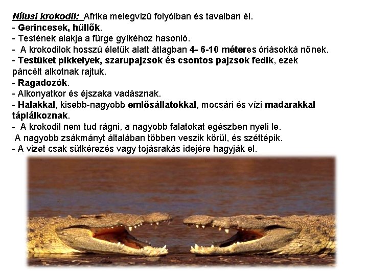 Nílusi krokodil: Afrika melegvízű folyóiban és tavaiban él. - Gerincesek, hüllők. - Testének alakja